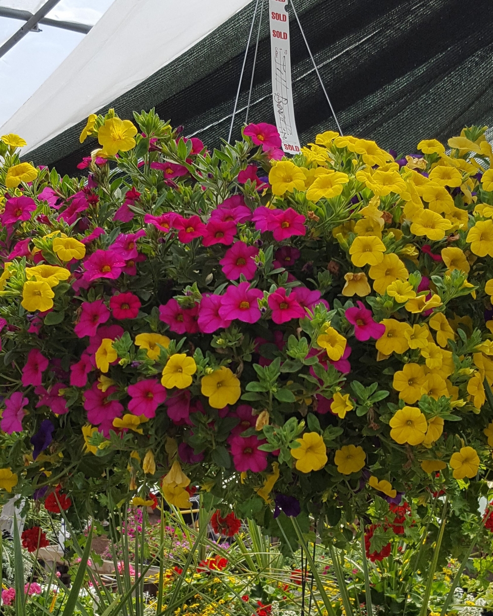 hanging basket