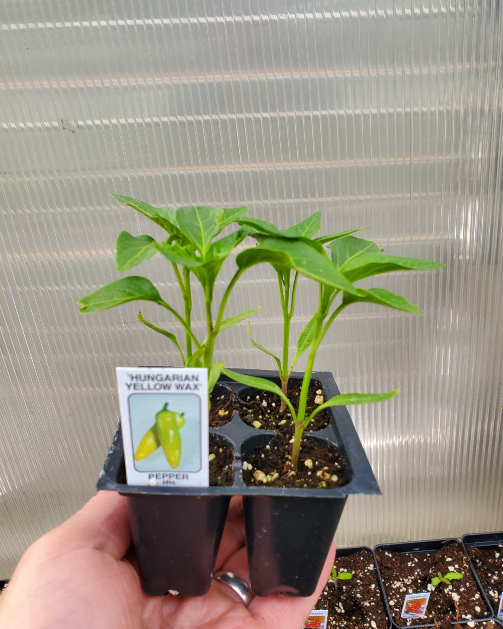 Pepper hot Hungarian yellow wax 4 pack