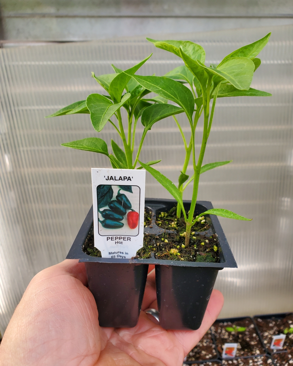 Pepper hot early jalapeno 4 pack