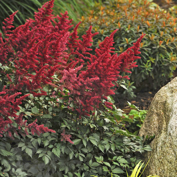 Astilbe 'Fanal' red