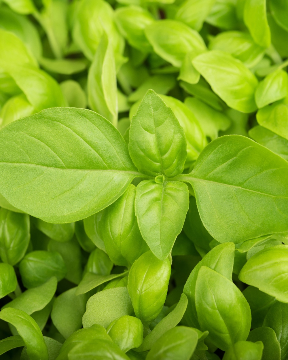 Basil lemon