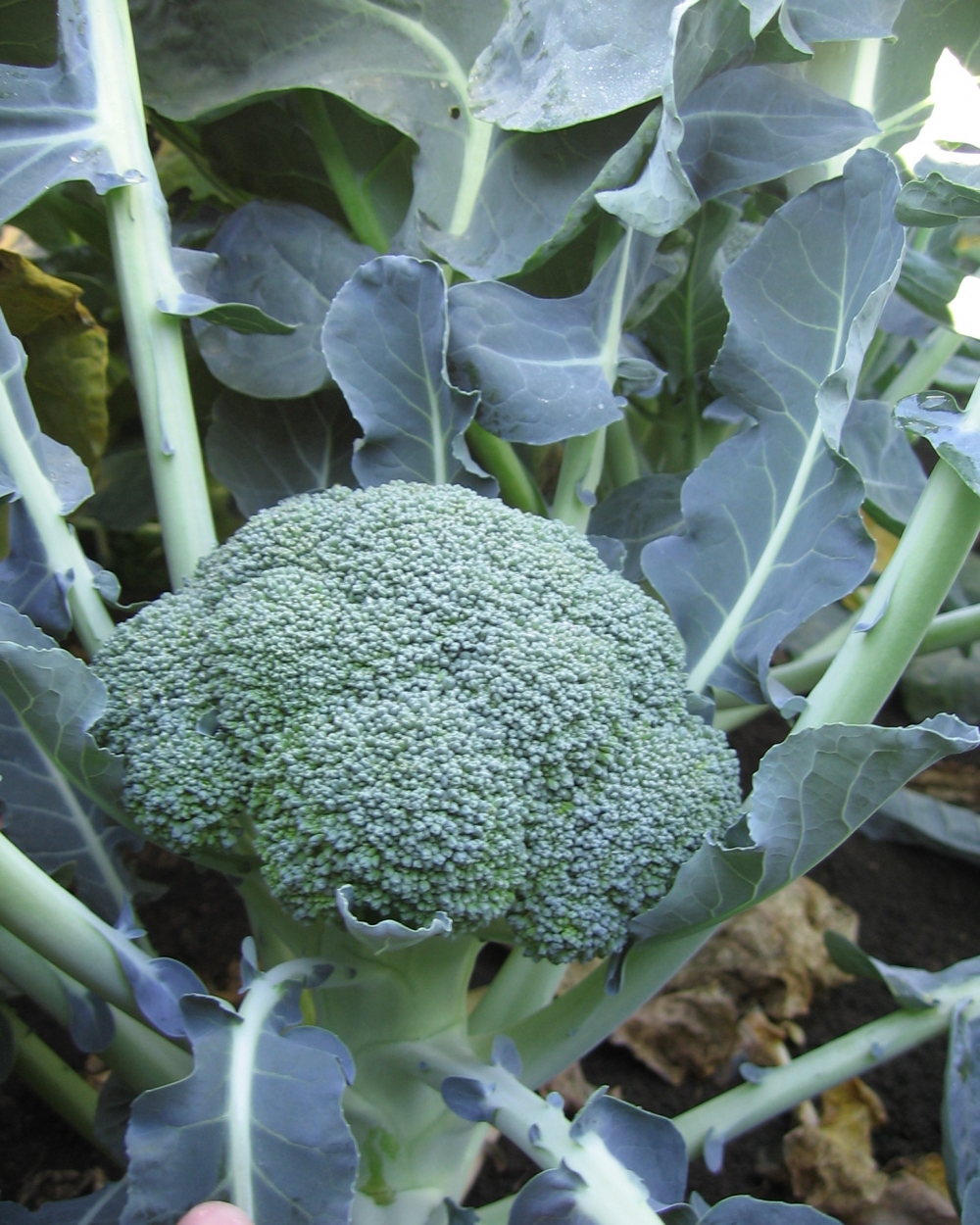 Broccoli