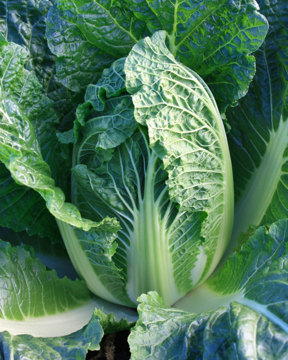Cabbage late