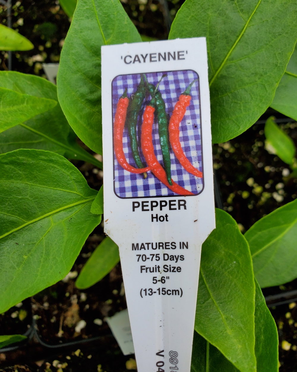 Pepper hot tasty Cayenne 4 inch