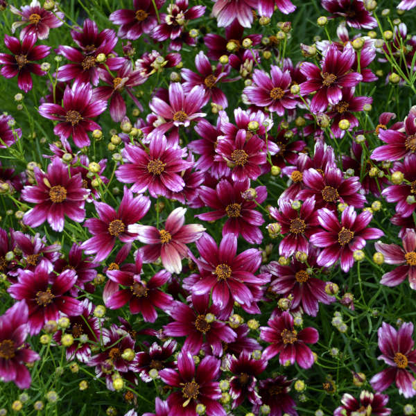 Coreopsis 'Berry Chiffon' Tickseed