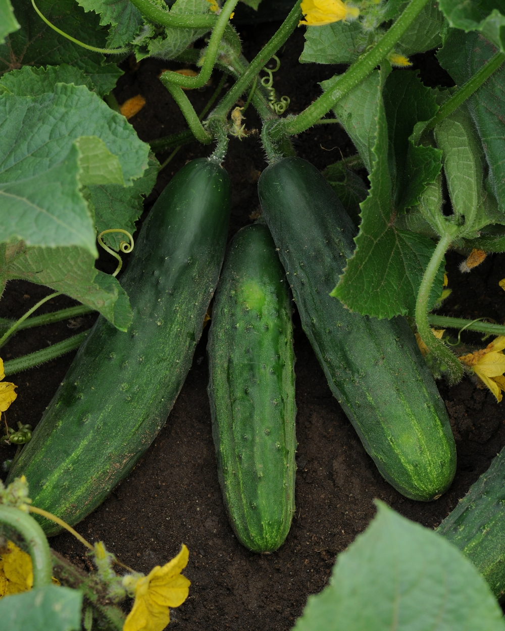 Cucumber burpless