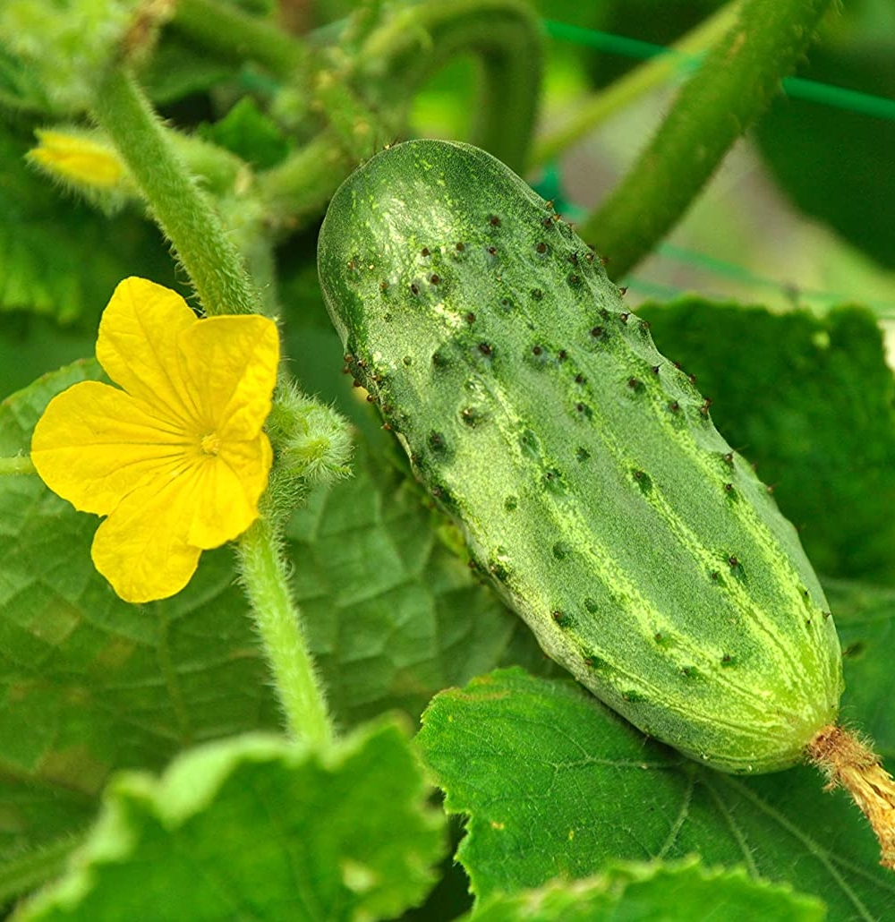 Cucumber bush pickle