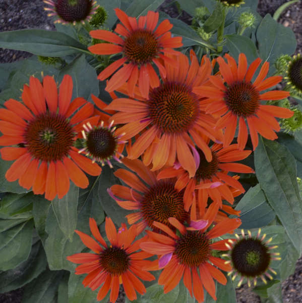 Echinacea 'Atomic Orange' Coneflower