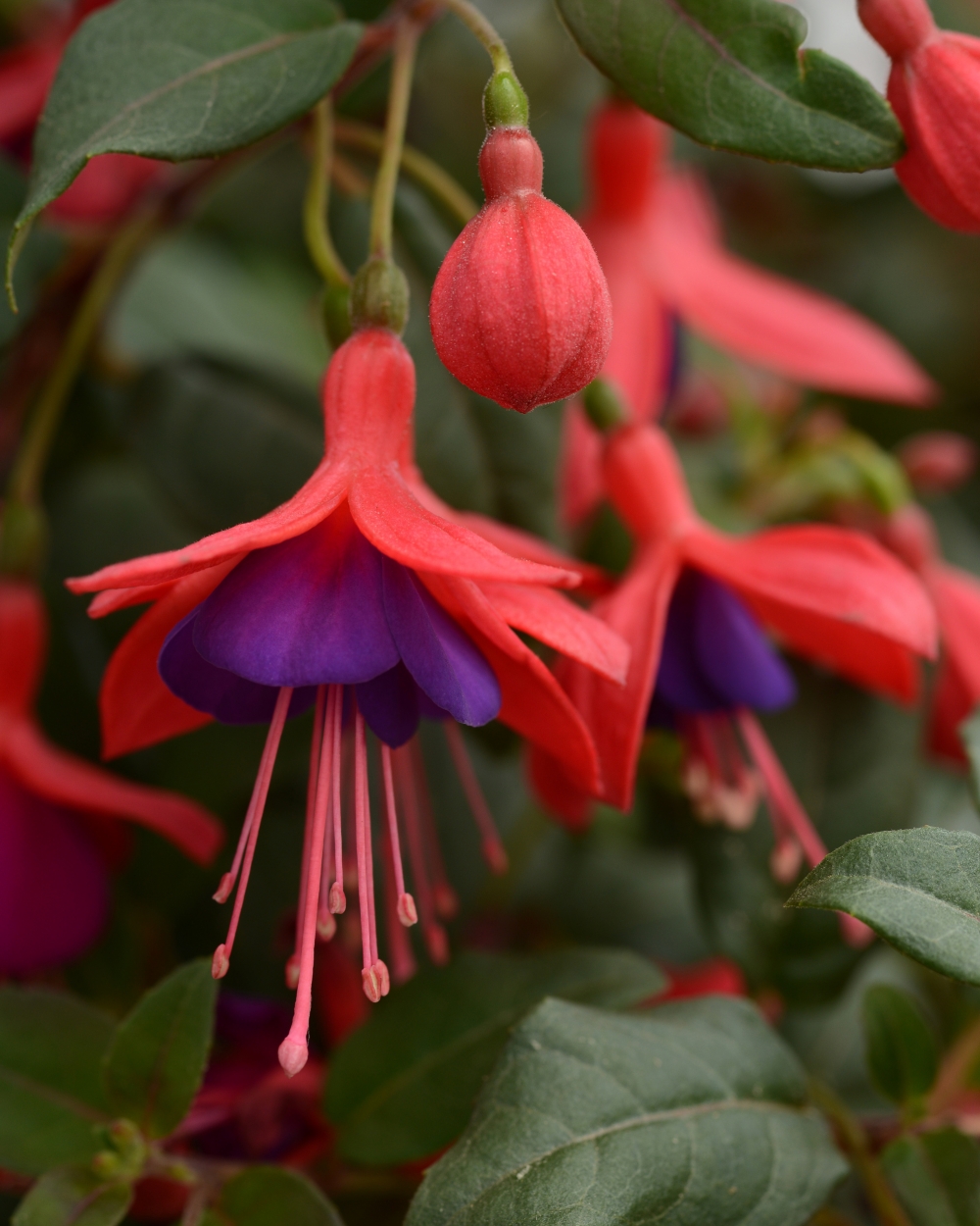 Fuchsia dark eyes