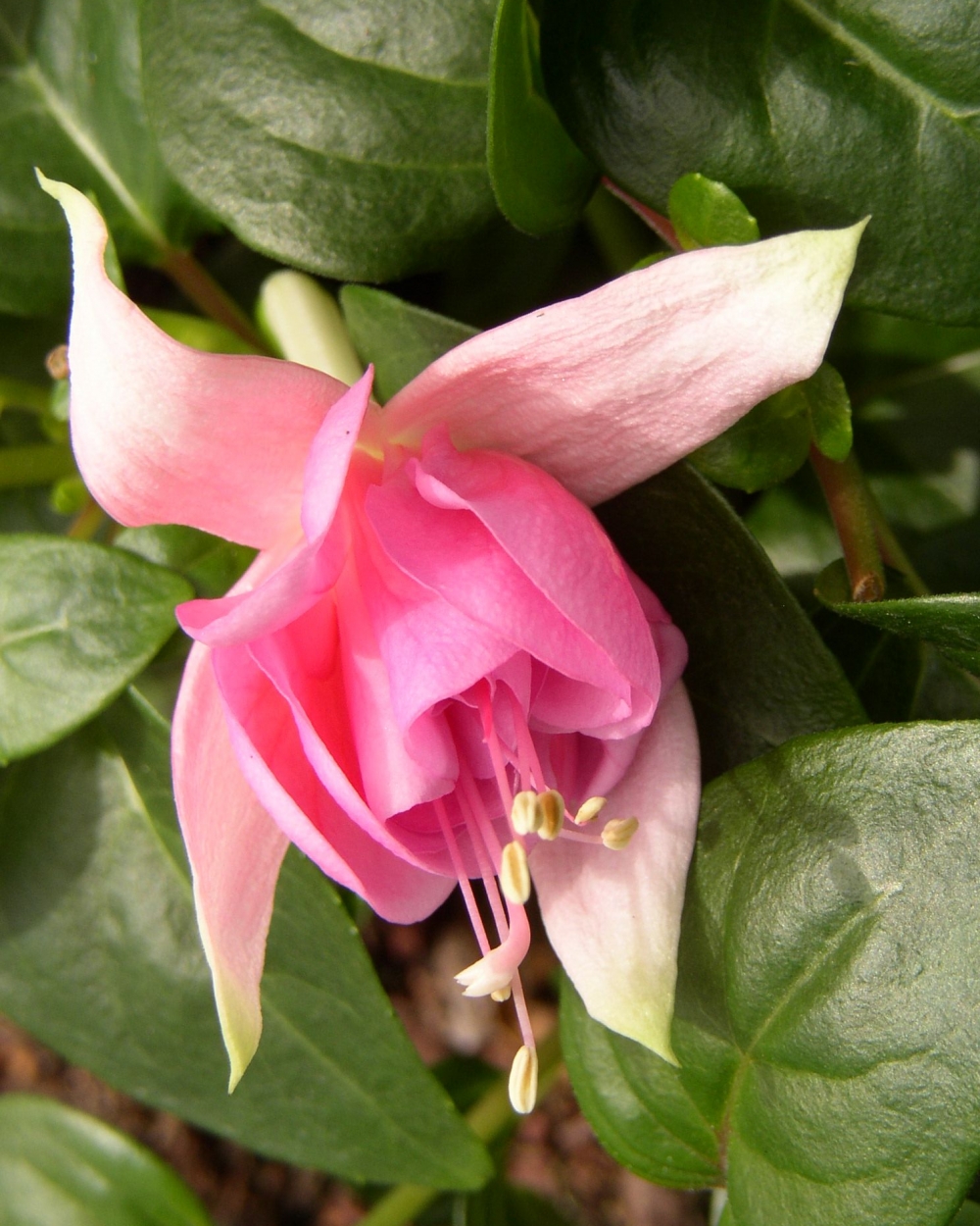 Fuchsia peachy