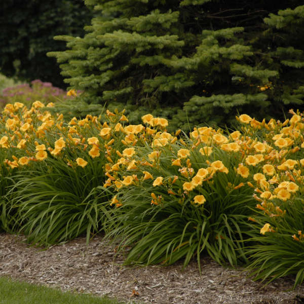 Hemerocallis 'Stella de Oro'Daylily