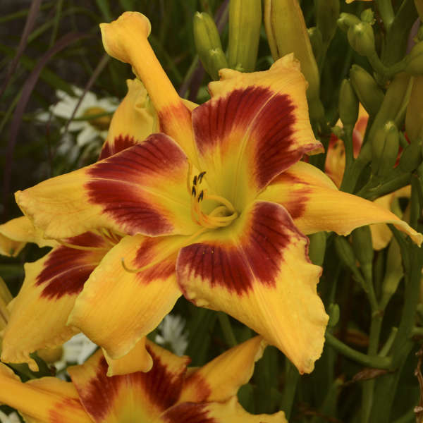 Hemerocallis 'Tiger Swirl' Daylily