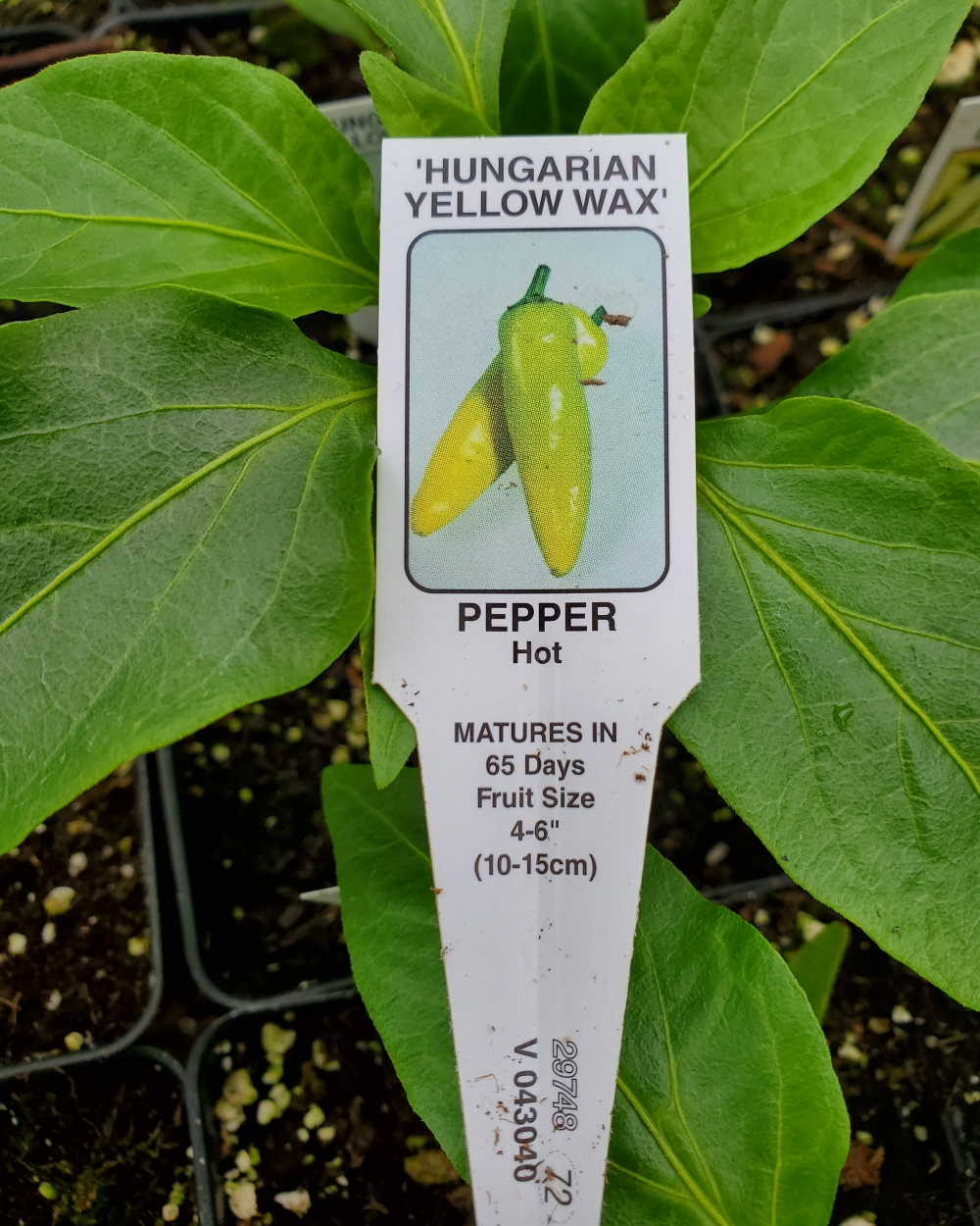 Pepper hot Hungarian yellow wax 4 inch