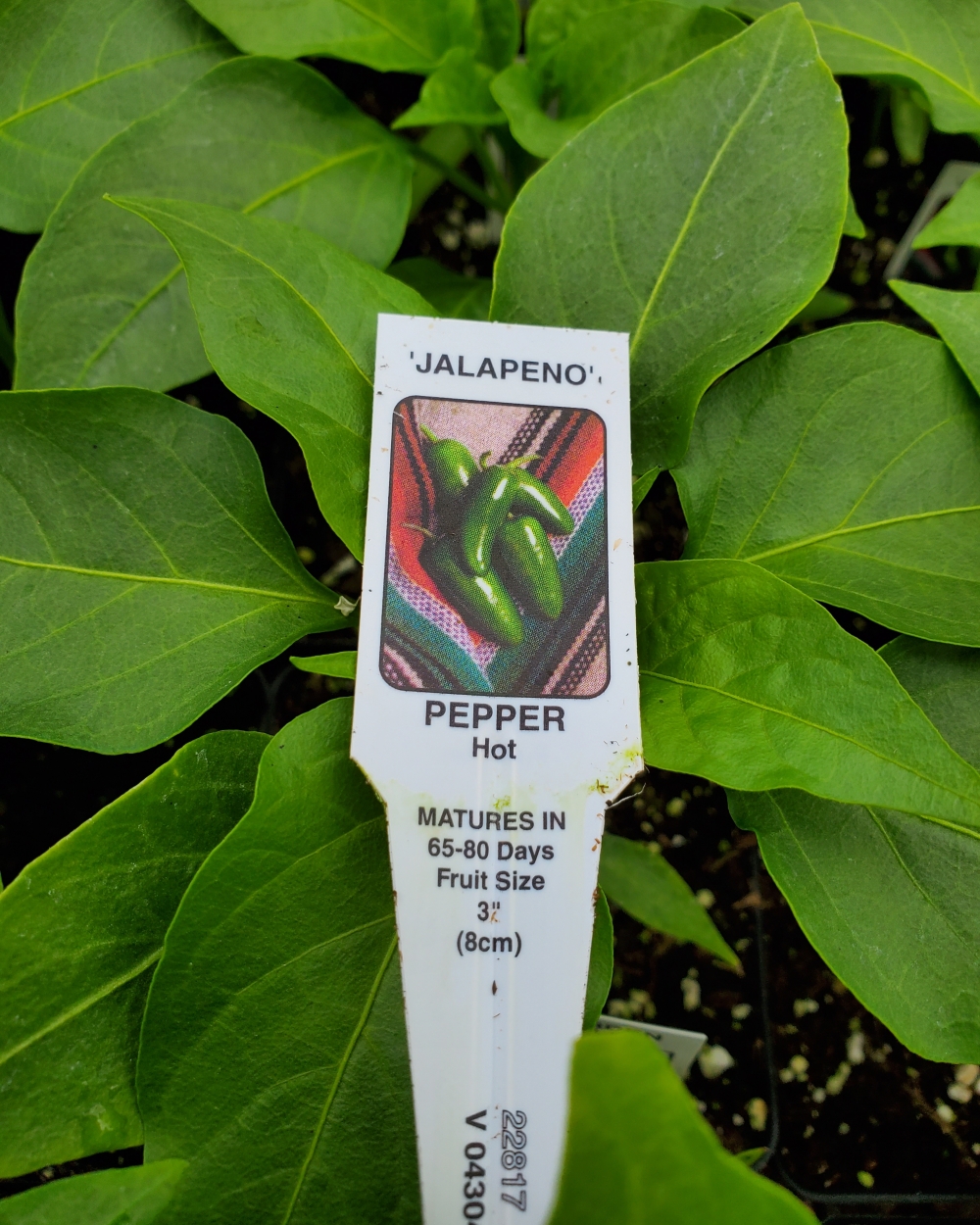 Pepper hot early jalapeno 4 inch