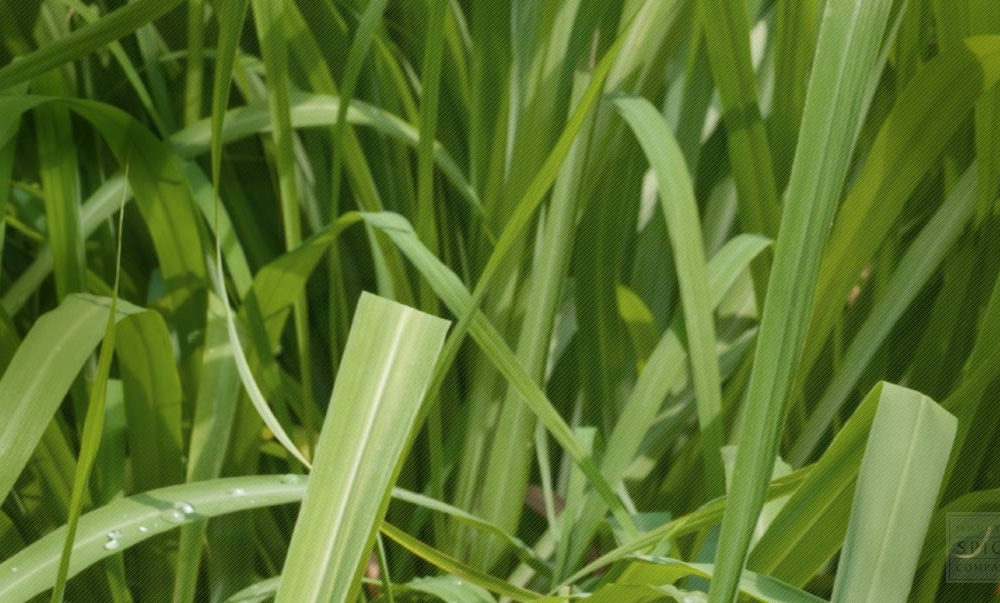 Lemon grass