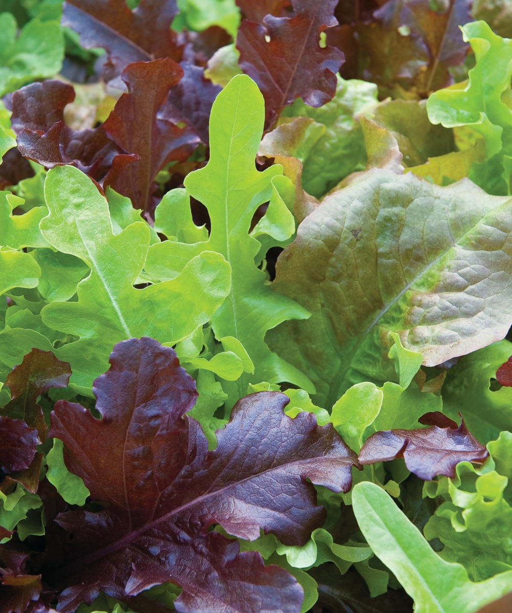 Lettuce blend simply salad city garden