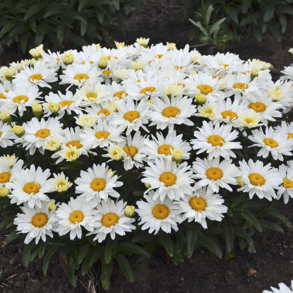 Leucanthemum superbum 'Cream Puff' Shasta Daisy