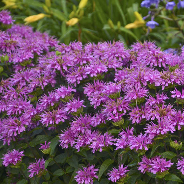 Monarda 'Lilac Lollipop' Bee Balm