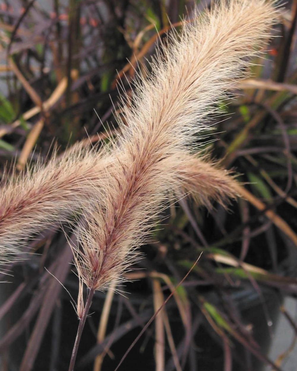 Pennisetum rubrum purple fountain grass