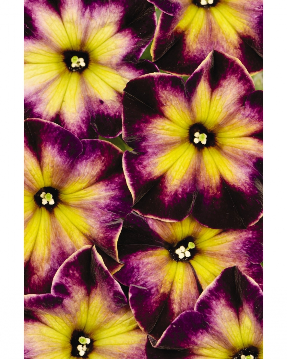 Petunia crazytunia moonstruck