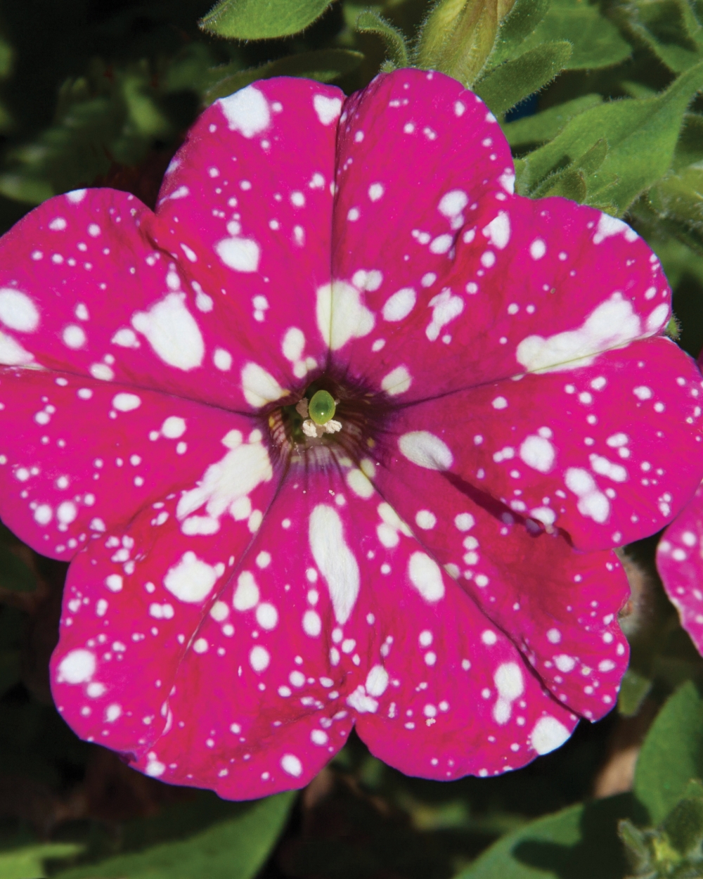 Petunia headliner pink sky
