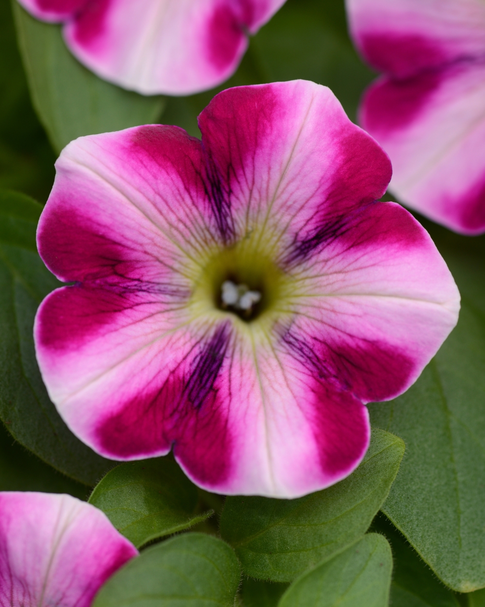 Petunia headliner raspberry swirl