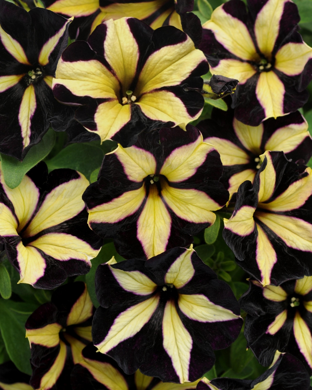 Petunia phantom