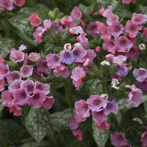 Pulmonaria 'Pretty in Pink' Lungwort