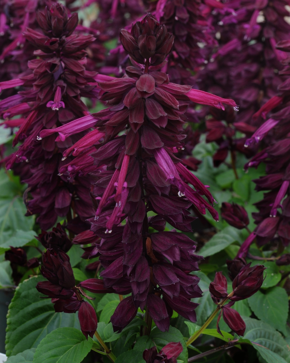 Salvia higro purple