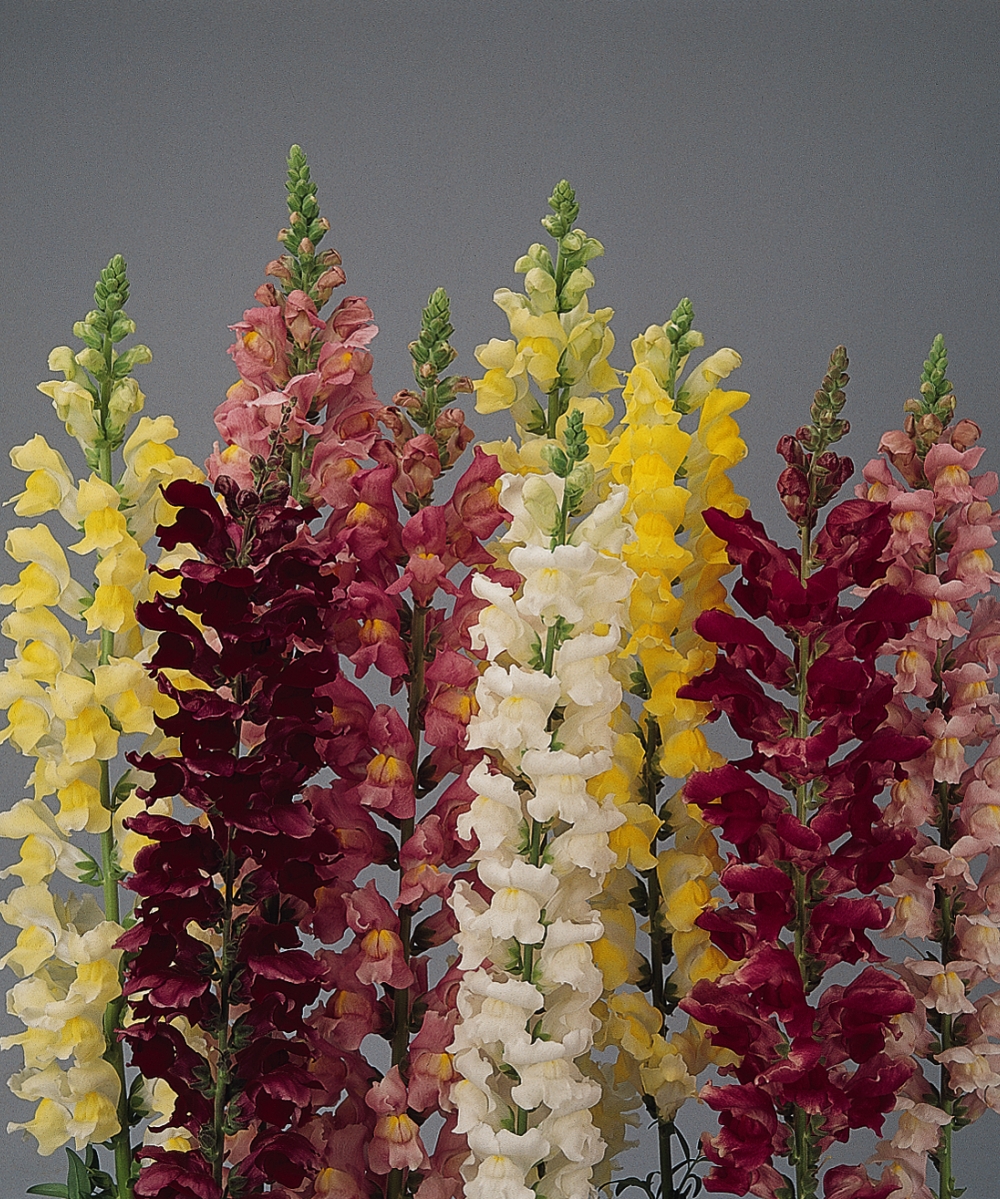 Snapdragon rocket mix