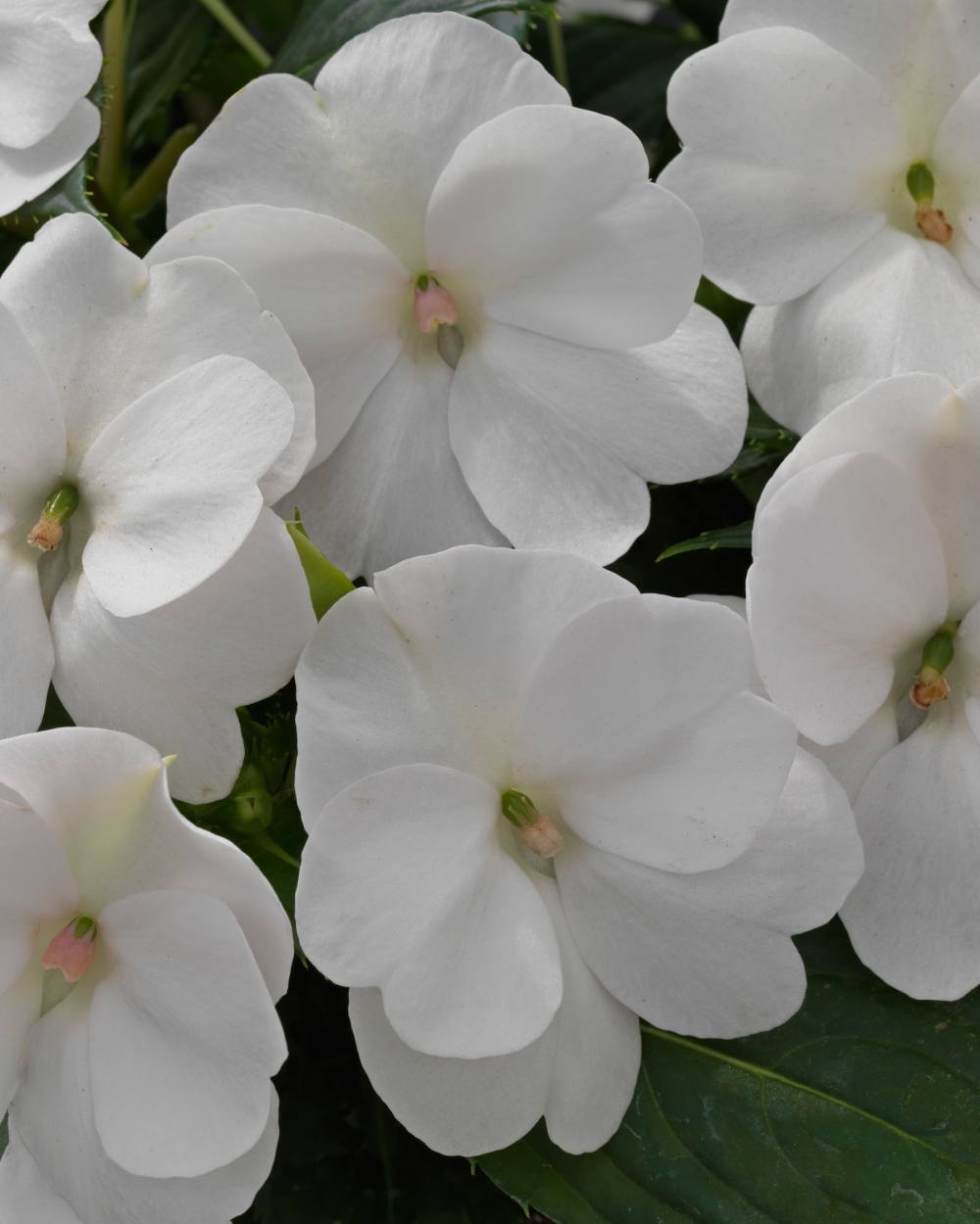 Sunpatiens White