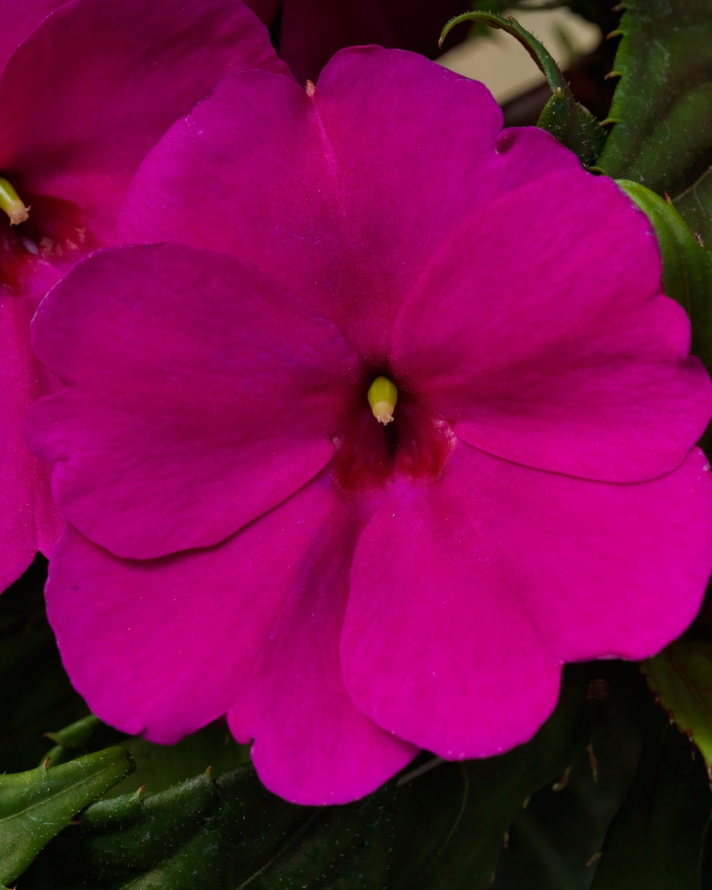 Sunpatiens royal magenta