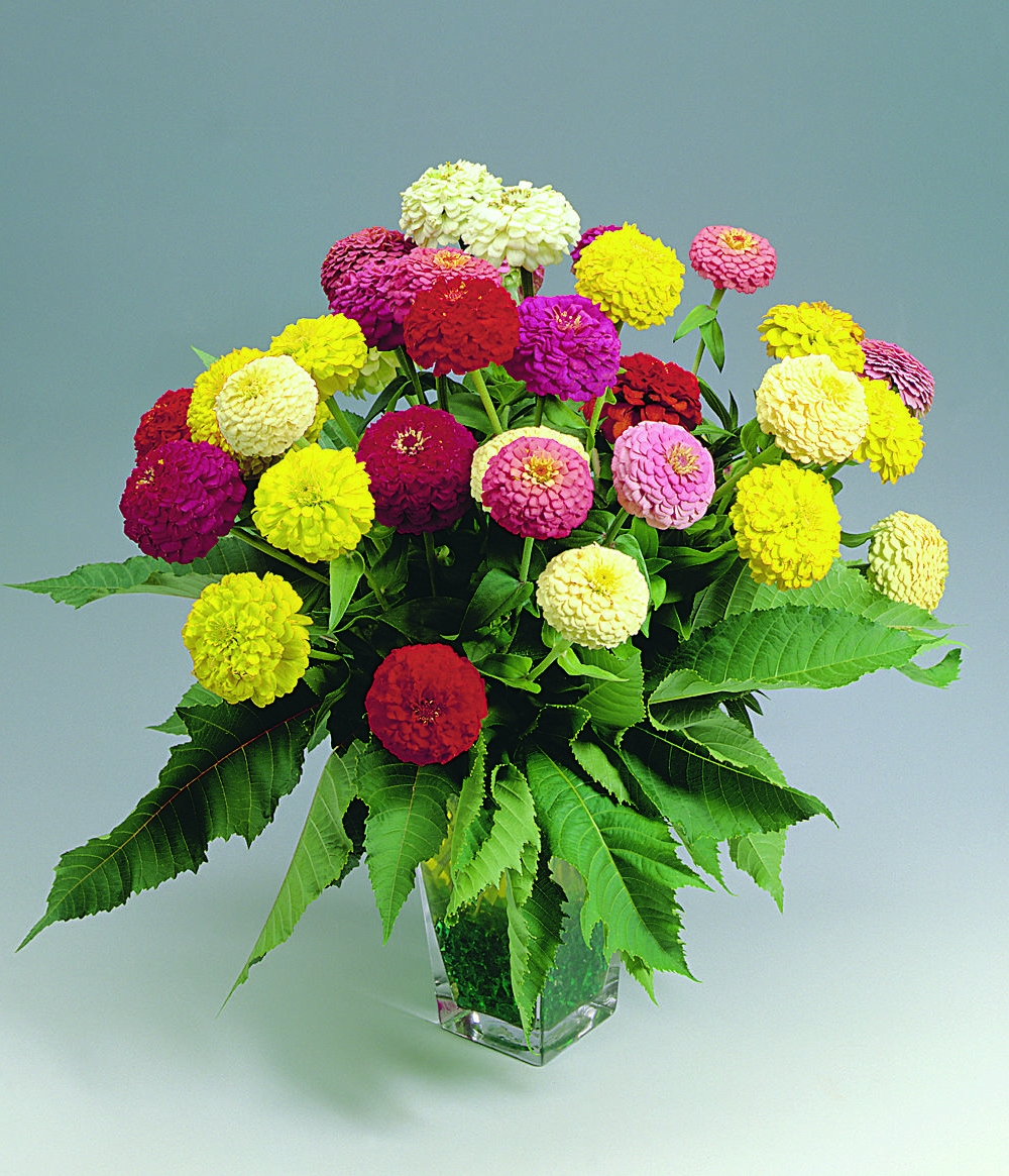 Zinnia Oklahoma mix