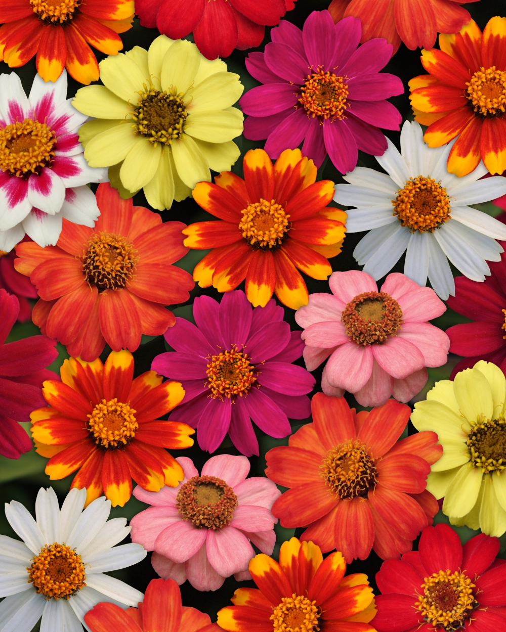 Zinnia zahara mix
