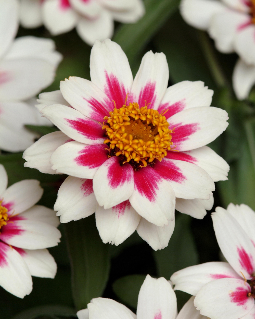 Zinnia zahara starlight rose