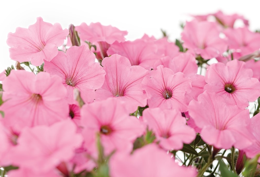 Petunia vista bubblegum