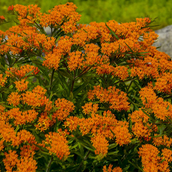 Asclepias tuberosa  Butterfly Weed