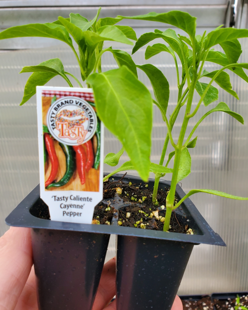 Pepper hot tasty Cayenne 4 pack