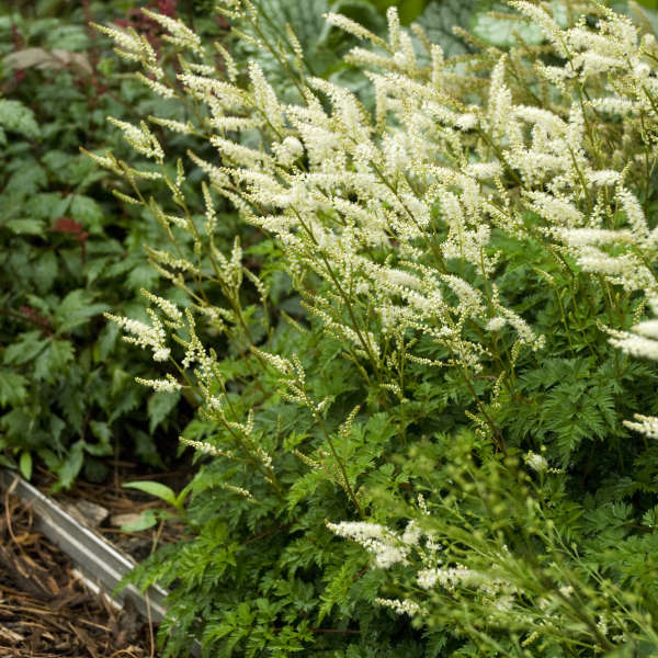 Aruncus aethusifolius Goat's Beard