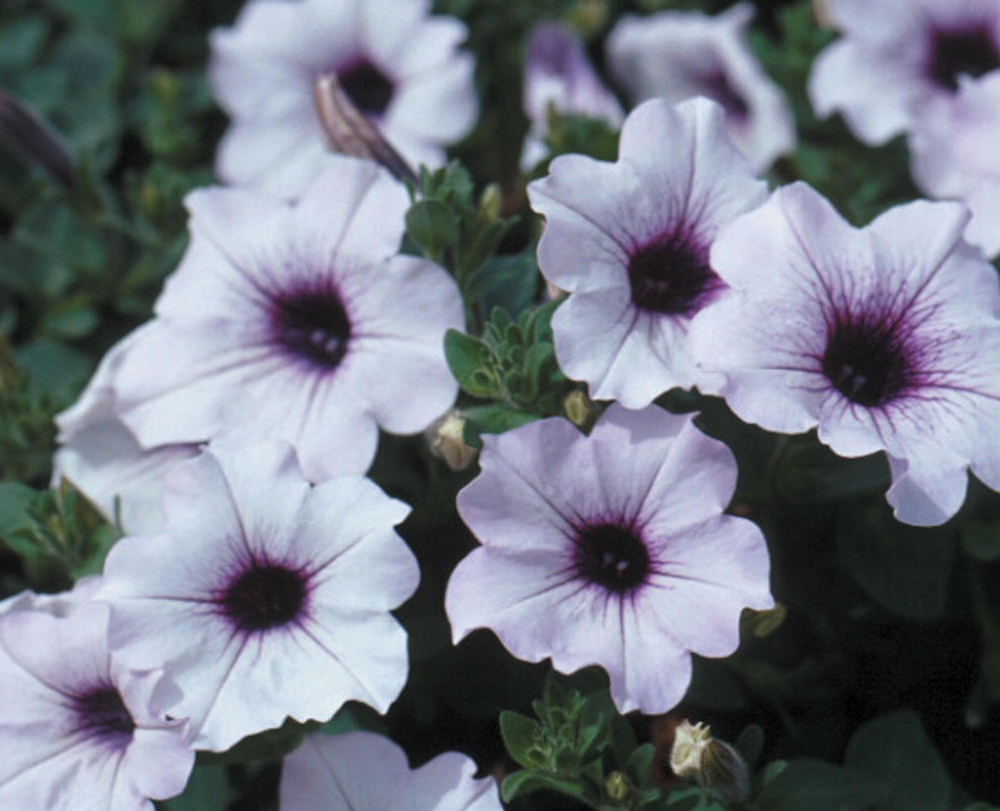 Petunia vista silverberry