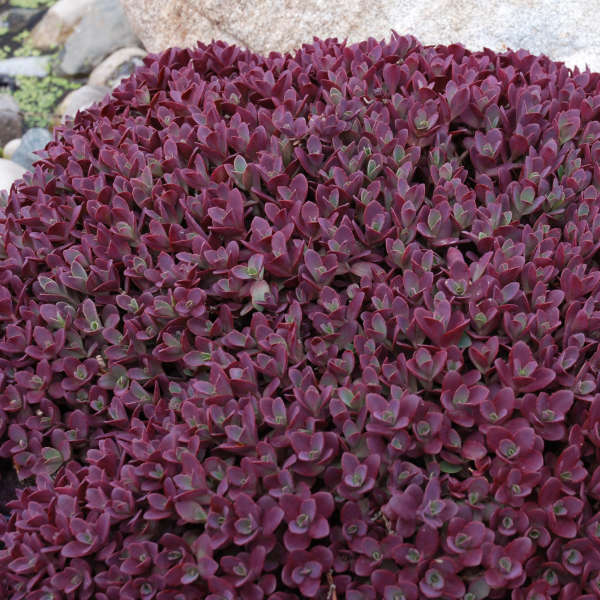 Sedum 'Firecracker'