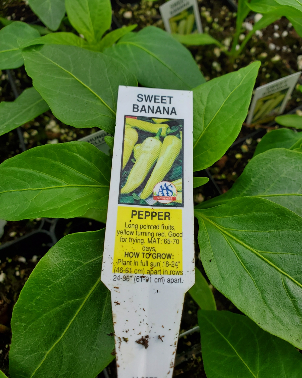Pepper sweet banana